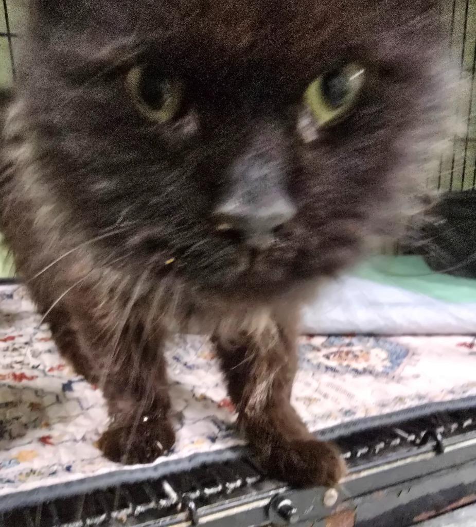 Enlarge Iggy Pop, a Adoptable mixed breed in Auburn, IN image 1/1