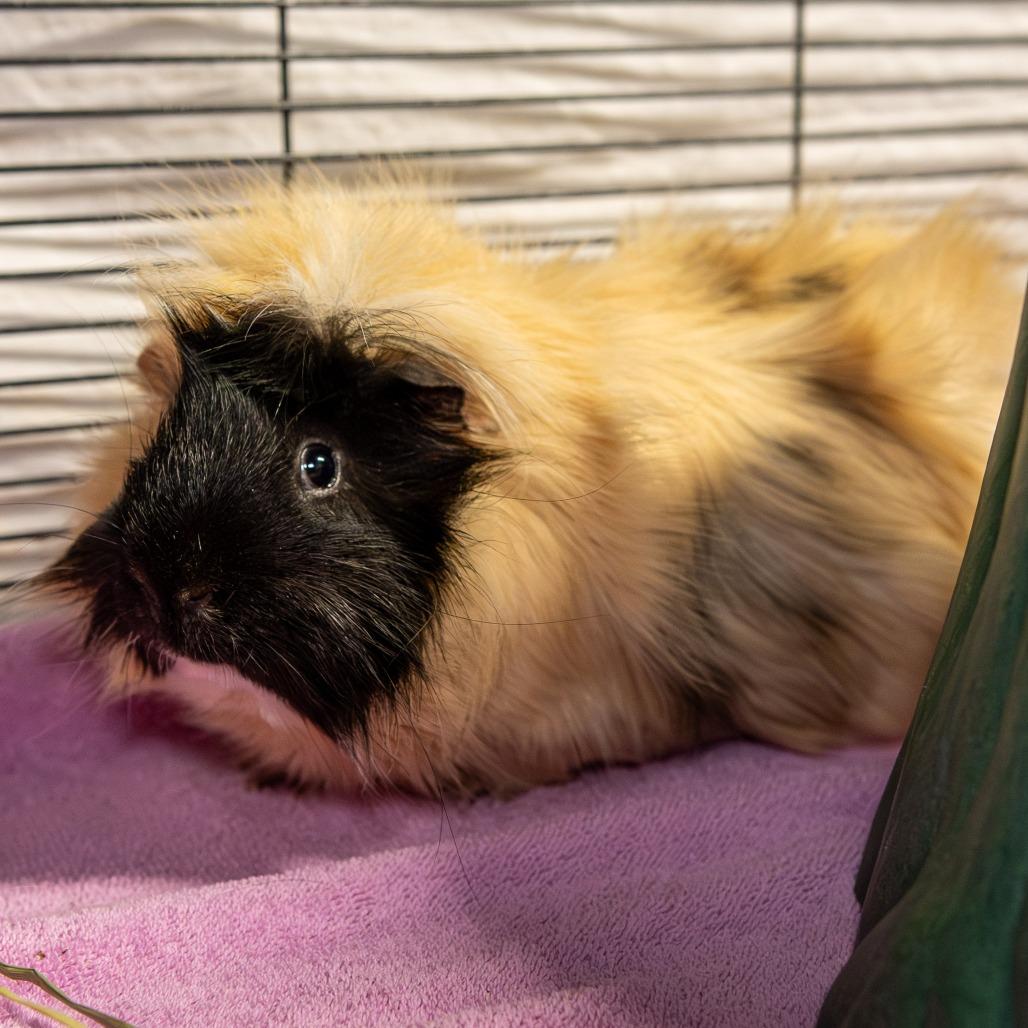 Fred*Bonded w/ Remi + Emile*, a Adoptable mixed breed in Kennebunk, ME image 1/2