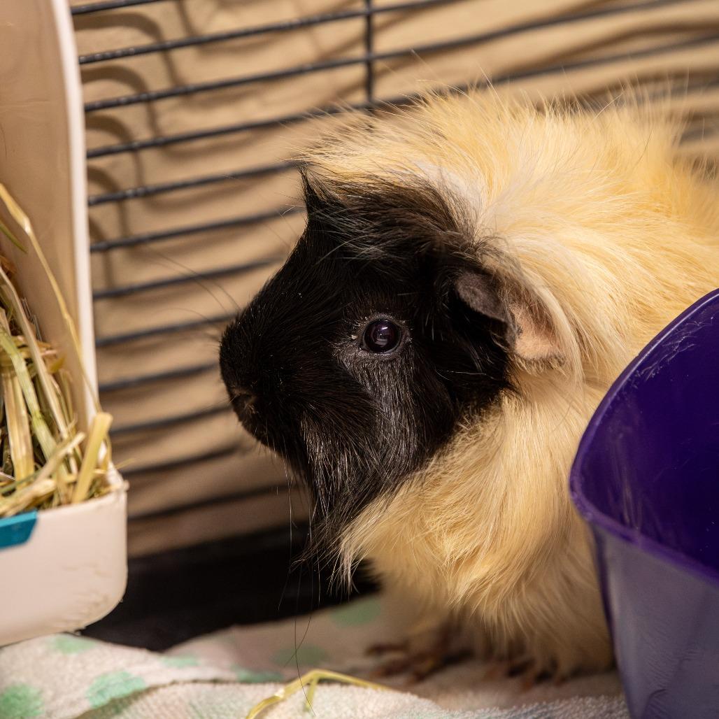 Fred*Bonded w/ Remi + Emile*, a Adoptable mixed breed in Kennebunk, ME image 2/2