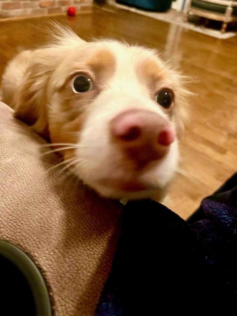 Enlarge Jimmy, a Adoptable Australian Shepherd in Lockport, NY image 2/3