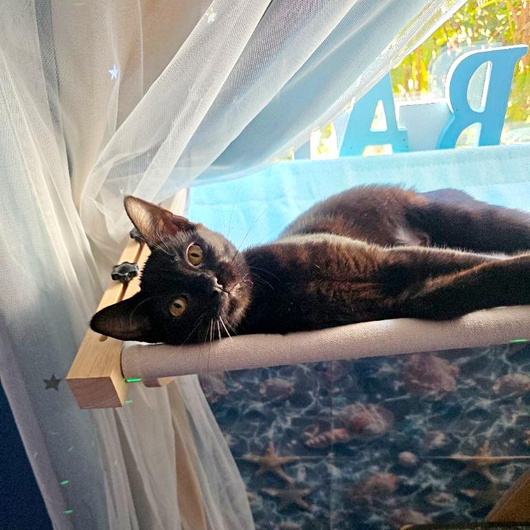 Janine Melnitz, Adoptable, Kitten Female Bombay & Domestic Short Hair.