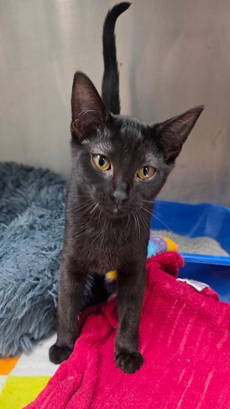 Enlarge Janine Melnitz, an adopted mixed breed in Beaverton, OR image 3/5