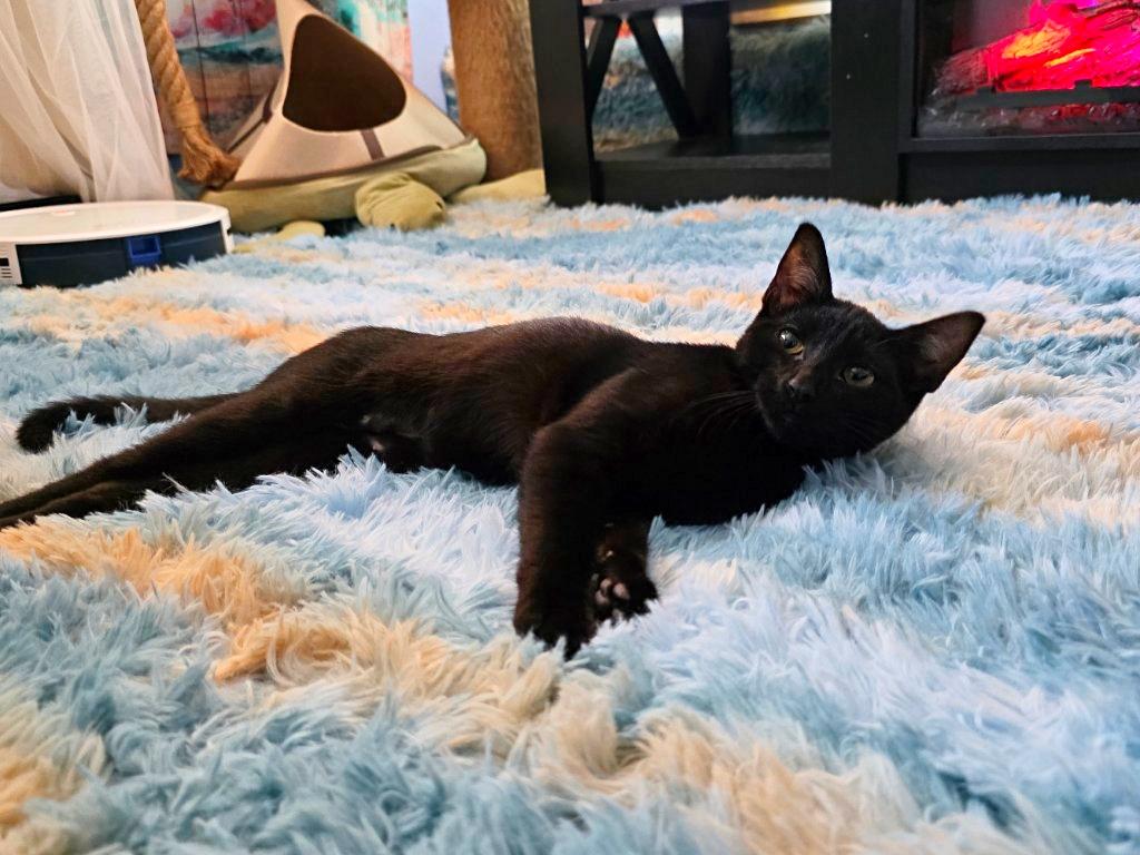 Enlarge Janine Melnitz, an adopted mixed breed in Beaverton, OR image 4/5