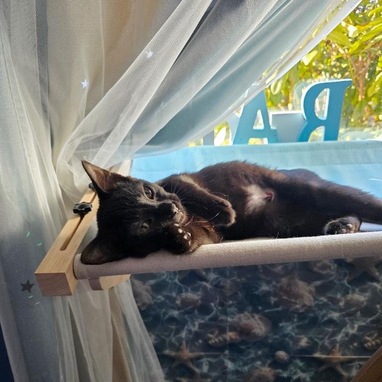 Enlarge Janine Melnitz, an adopted mixed breed in Beaverton, OR image 5/5