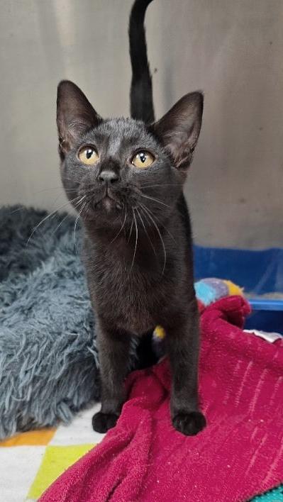 Enlarge Janine Melnitz, an adopted mixed breed in Beaverton, OR image 2/5