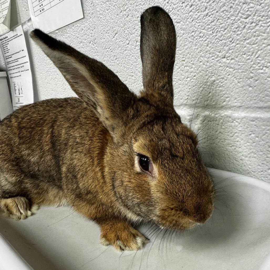 Enlarge Curly, a Adoptable Bunny Rabbit in Birdsboro, PA image 1/2
