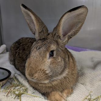 Enlarge Curly, a Adoptable Bunny Rabbit in Birdsboro, PA image 2/2