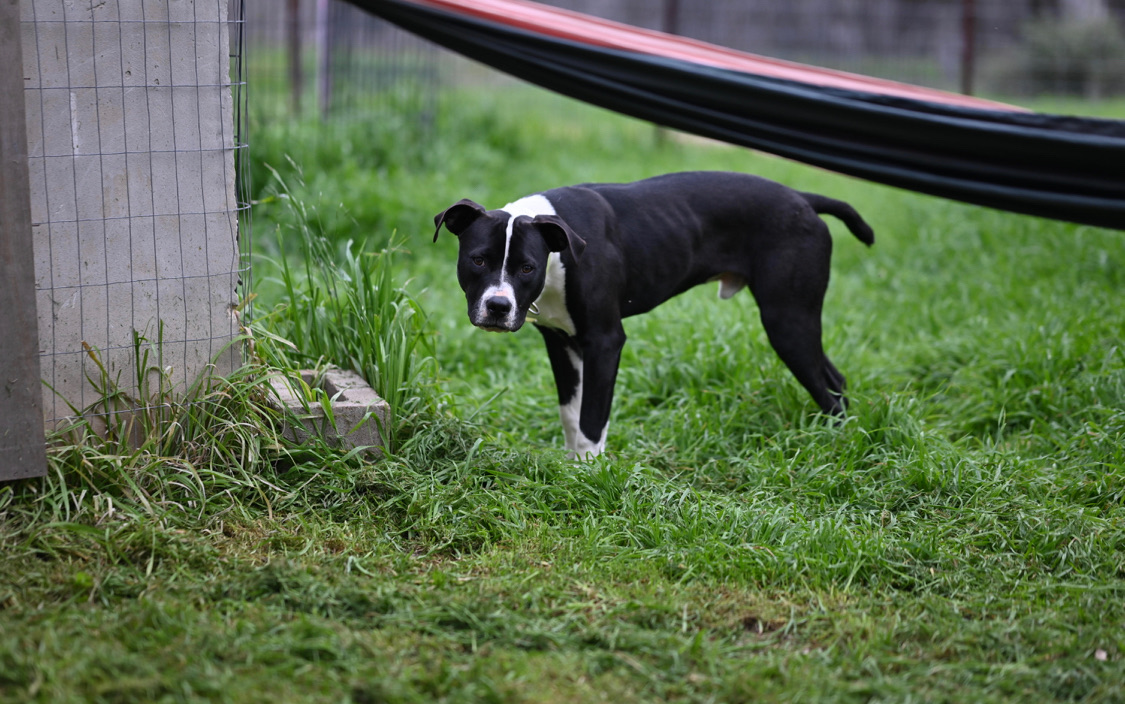 Enlarge Logan, a Adopted Pit Bull Terrier in Johnson City, TX image 4/5