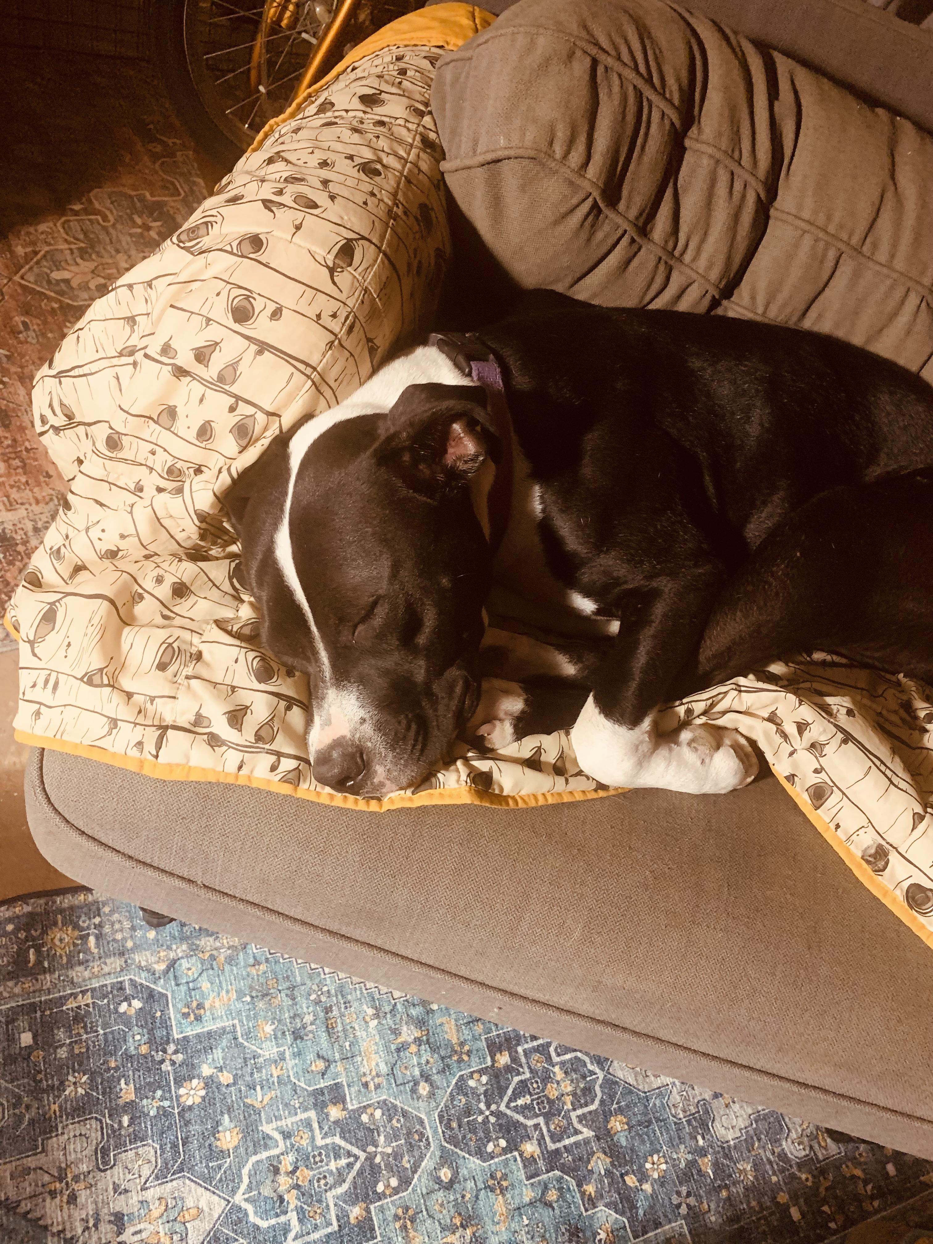 Logan, Adopted, Adult Male Pit Bull Terrier.