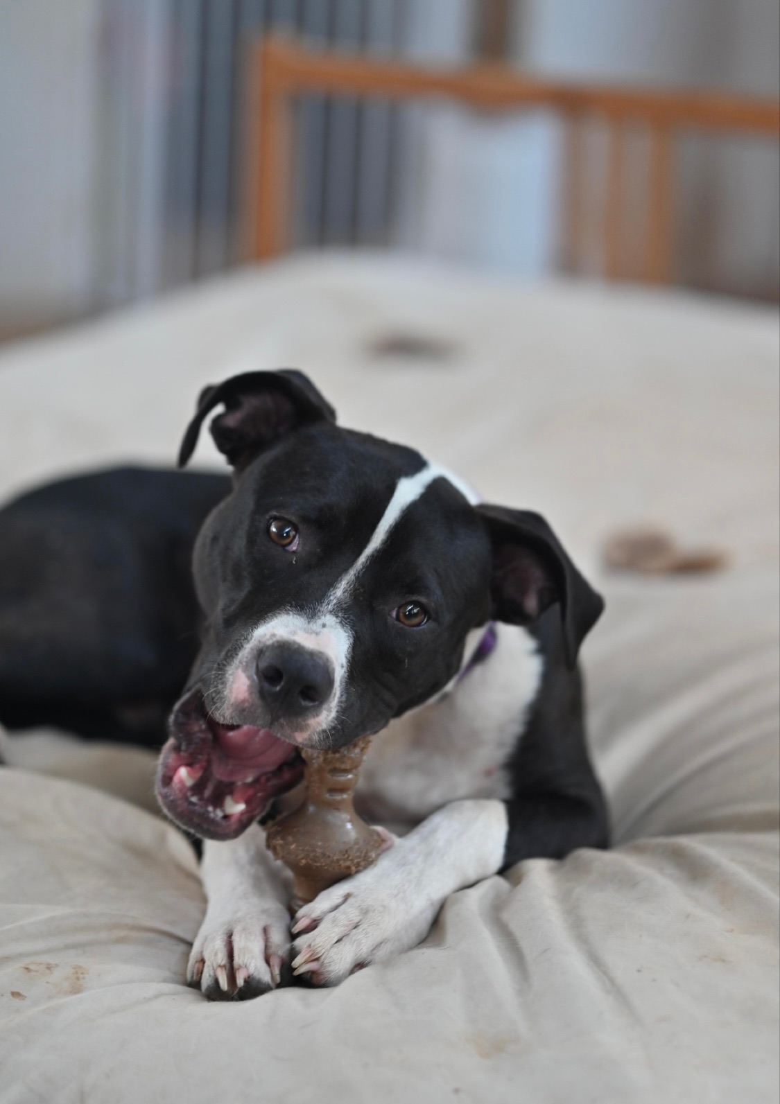 Enlarge Logan, a Adopted Pit Bull Terrier in Johnson City, TX image 2/5