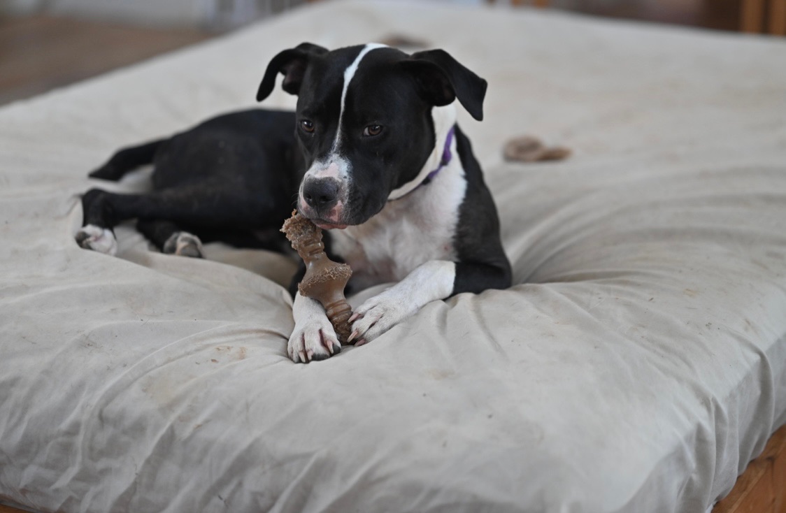 Enlarge Logan, a Adopted Pit Bull Terrier in Johnson City, TX image 5/5