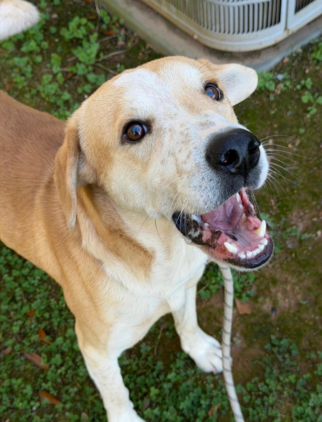 Enlarge Reno, a ADOPTABLE mixed breed in atlanta, GA image 3/5