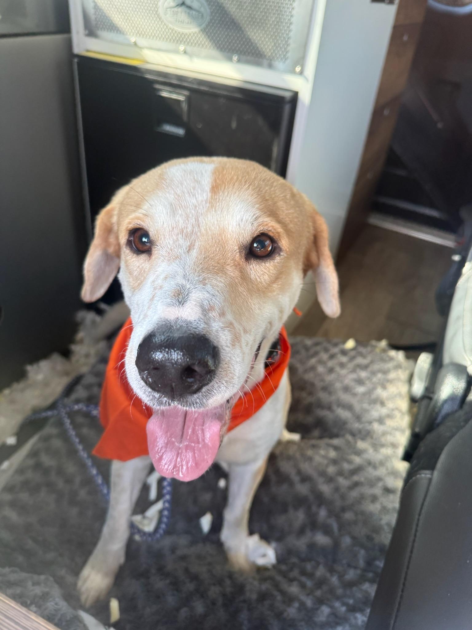 Enlarge Reno, a ADOPTABLE mixed breed in atlanta, GA image 5/5