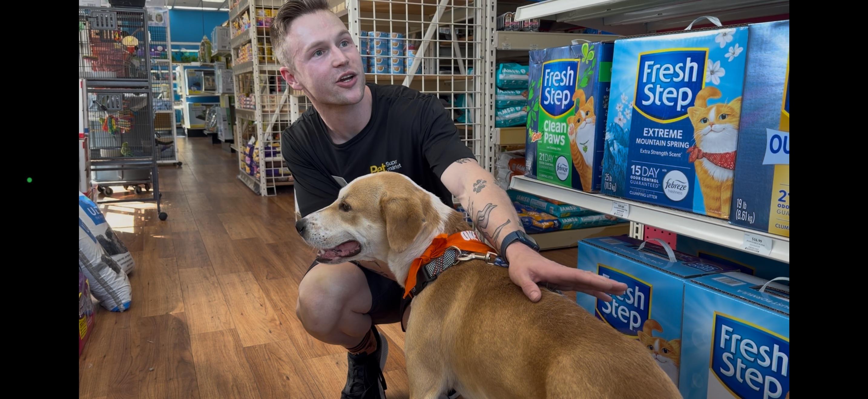 Reno, ADOPTABLE, Young Male Mixed Breed.