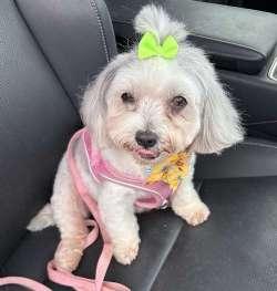 Mitzi, ADOPTABLE, Senior Female Maltipoo.