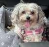 Enlarge Mitzi, a ADOPTABLE Maltipoo in Sudbury, MA image 2/2