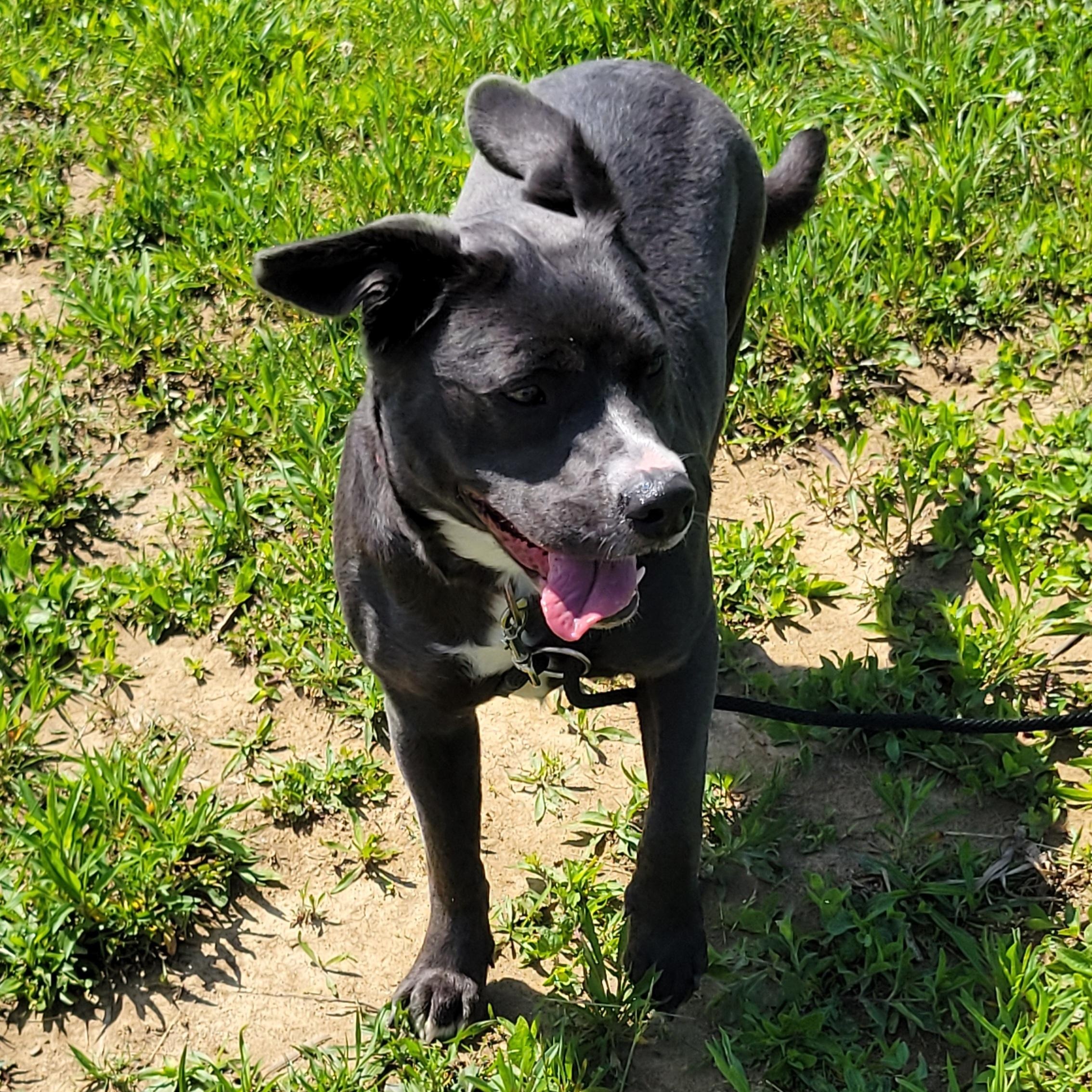 Bear, an adoptable mixed breed in West Jefferson, OH image 4/6