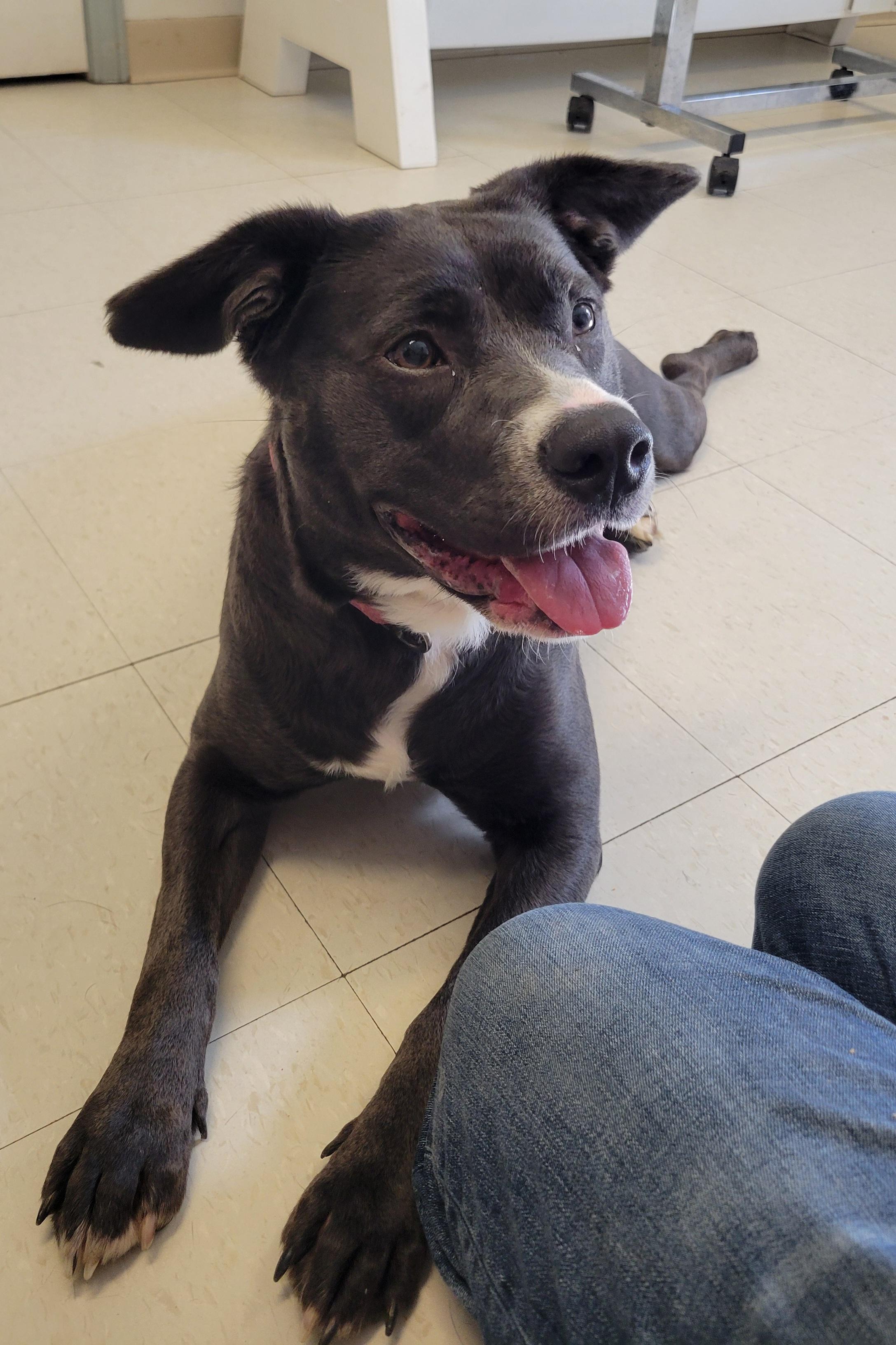 Bear, an adoptable mixed breed in West Jefferson, OH image 2/6