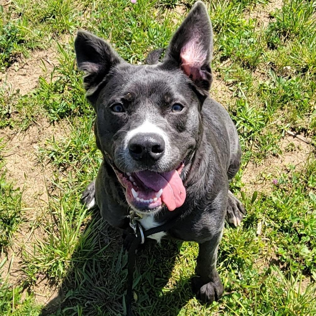 Bear, an adoptable mixed breed in West Jefferson, OH image 3/6