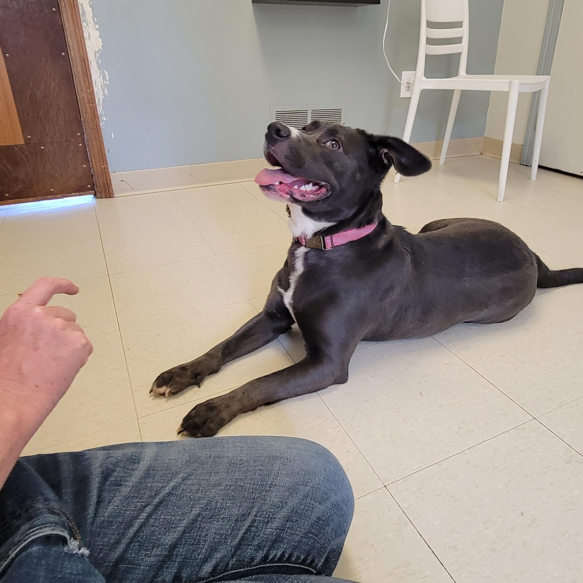 Bear, an adoptable mixed breed in West Jefferson, OH image 6/6