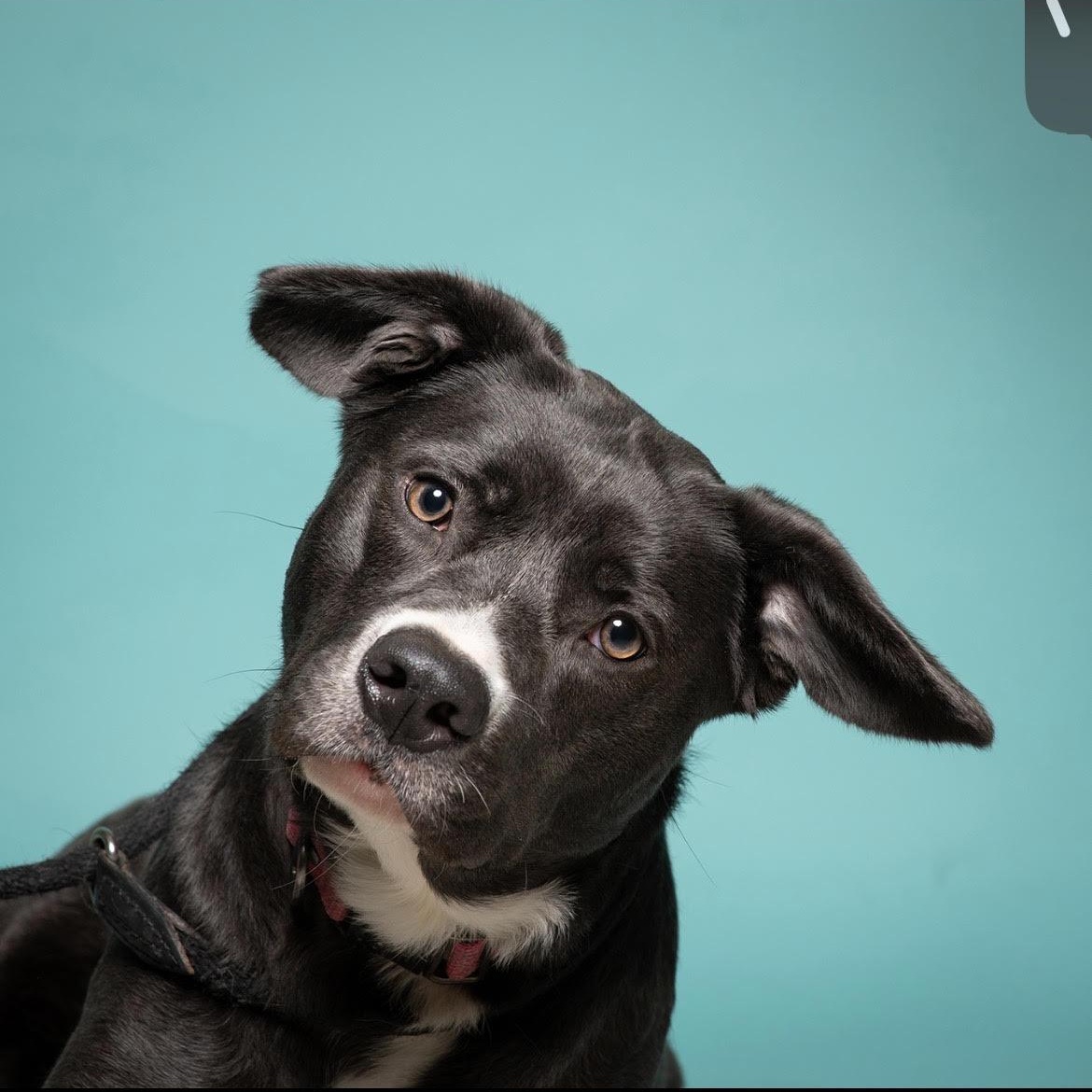Bear, adoptable, Adult Female Black Labrador Retriever & American Staffordshire Terrier.