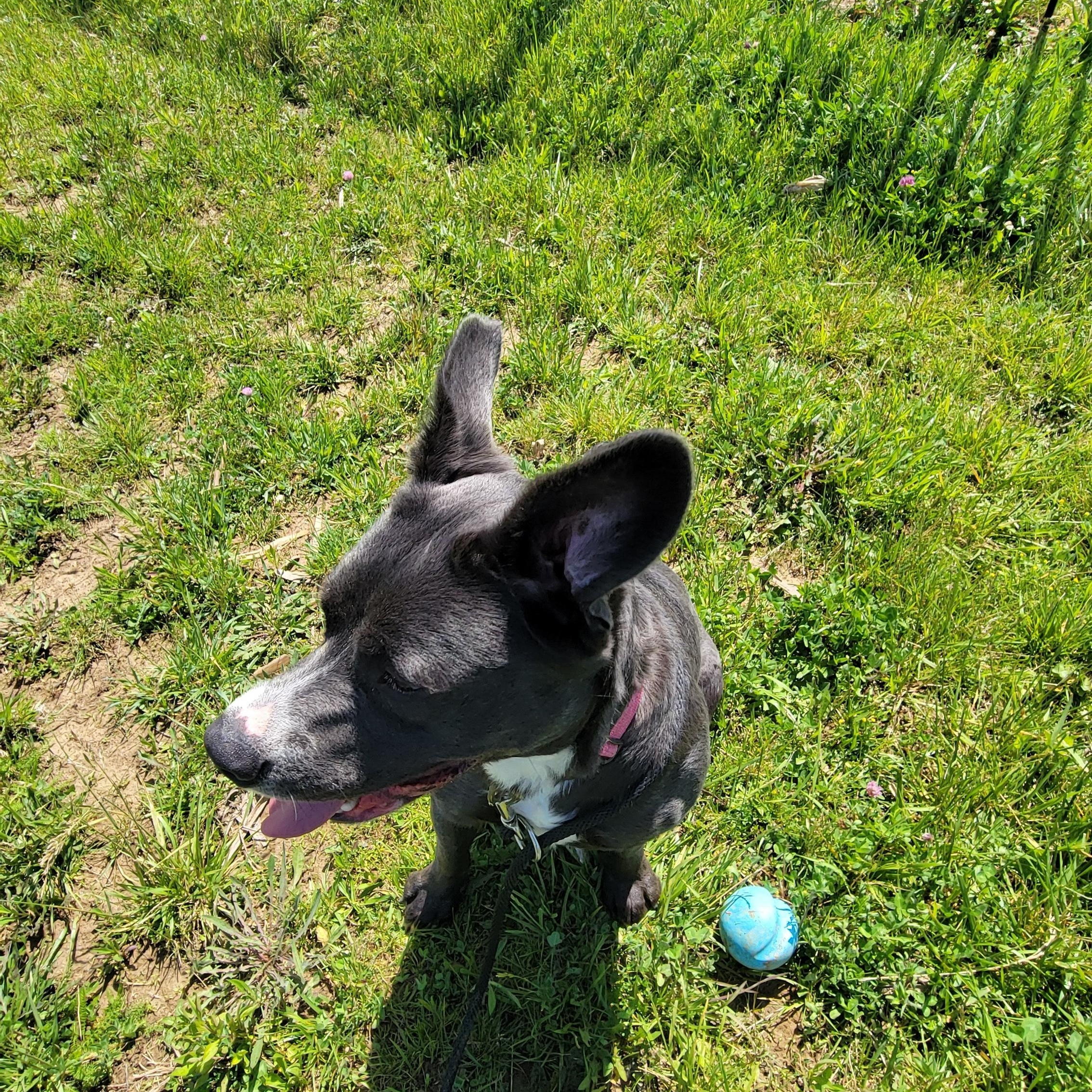 Bear, an adoptable mixed breed in West Jefferson, OH image 5/6