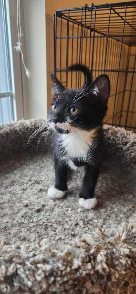 Ranger, Adoptable, Kitten Male Domestic Short Hair.