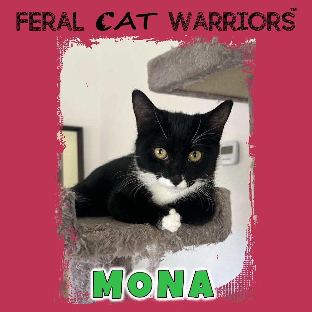 Mona, Adoptable, Young Female Domestic Short Hair.