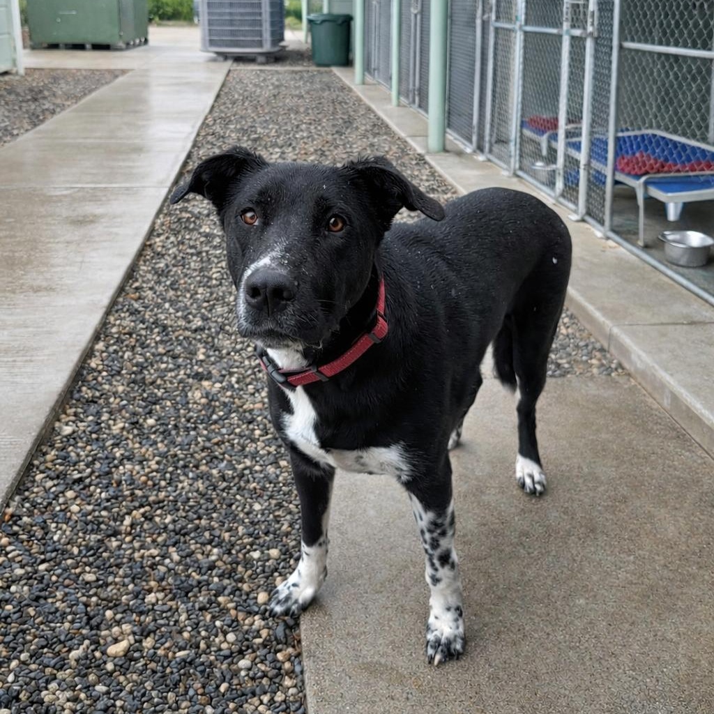 Enlarge Baile, a ADOPTABLE mixed breed in Quincy, WA image 2/2