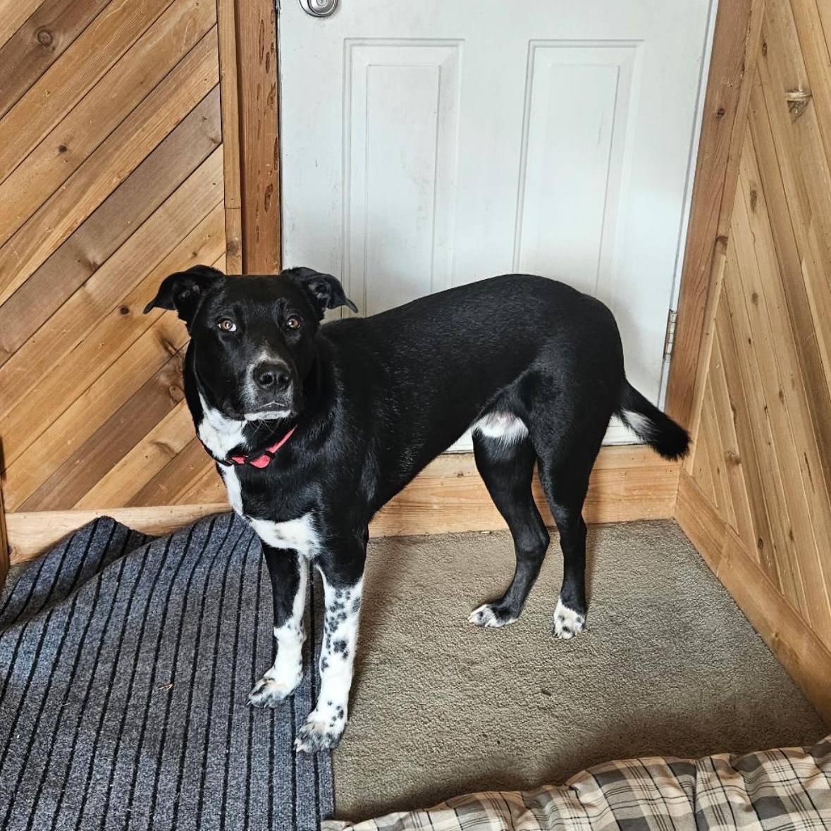 Baile, ADOPTABLE, Young Male Black Labrador Retriever & Border Collie.