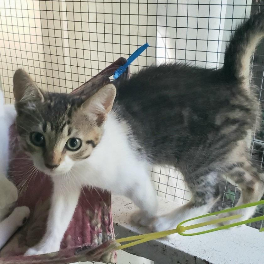 Enlarge Helena, a ADOPTABLE Domestic Short Hair in Salt Point, NY image 2/2