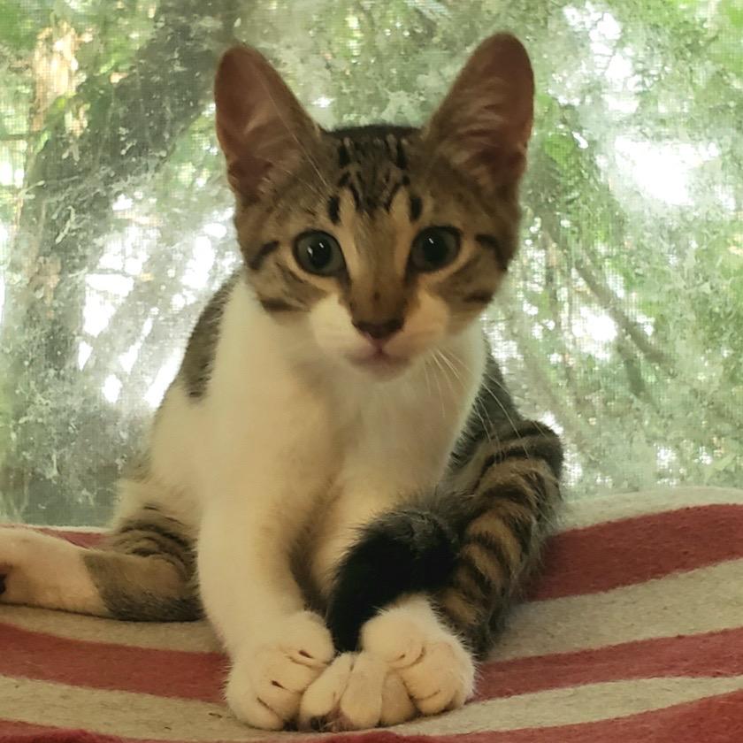 Helena, ADOPTABLE, Kitten Female Domestic Short Hair.