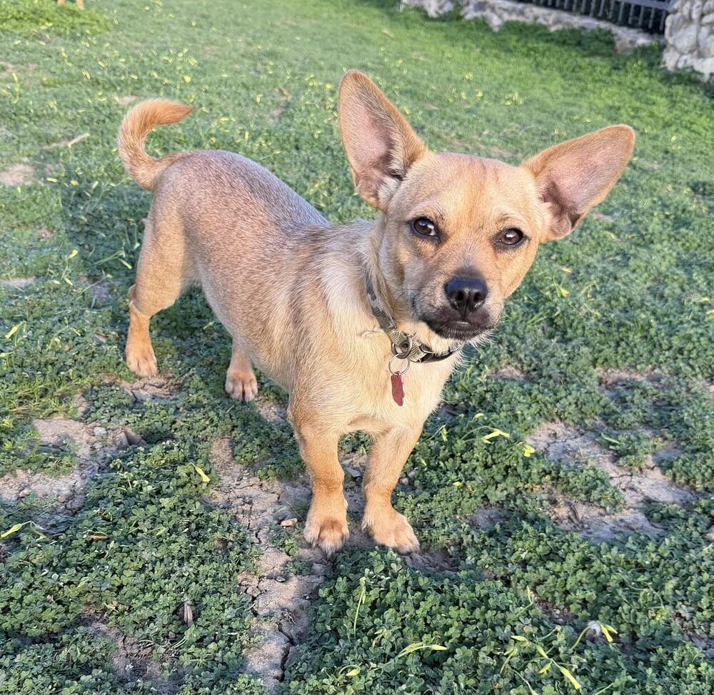Ambrose, Adoptable, Young Male Chihuahua & Yorkshire Terrier.