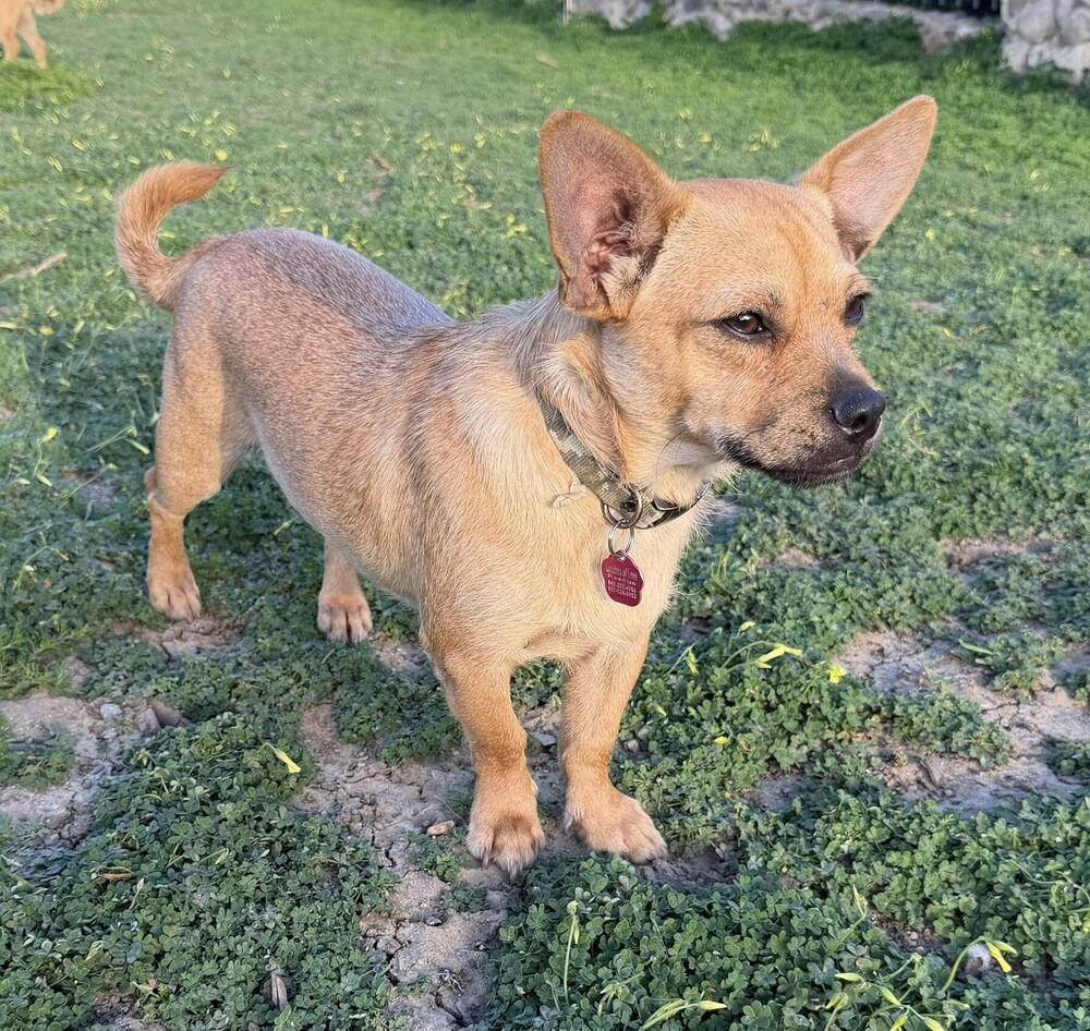 Enlarge Ambrose, a Adoptable mixed breed in Mission Viejo, CA image 2/5