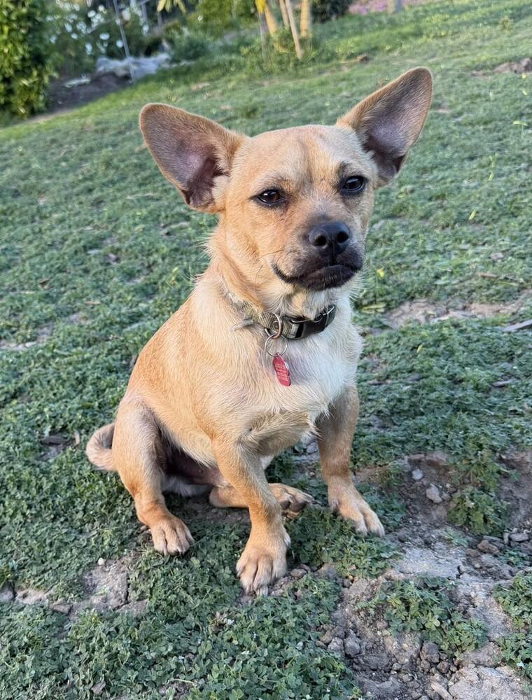 Enlarge Ambrose, a Adoptable mixed breed in Mission Viejo, CA image 3/5