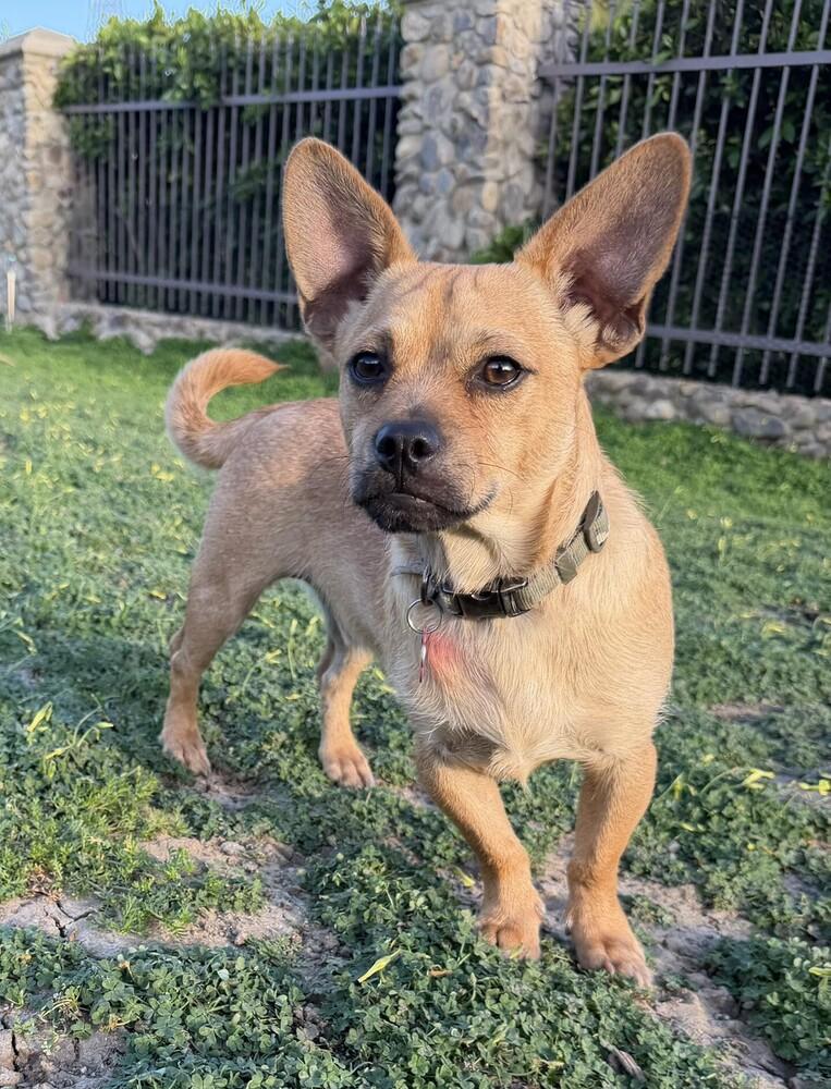 Enlarge Ambrose, a Adoptable mixed breed in Mission Viejo, CA image 4/5
