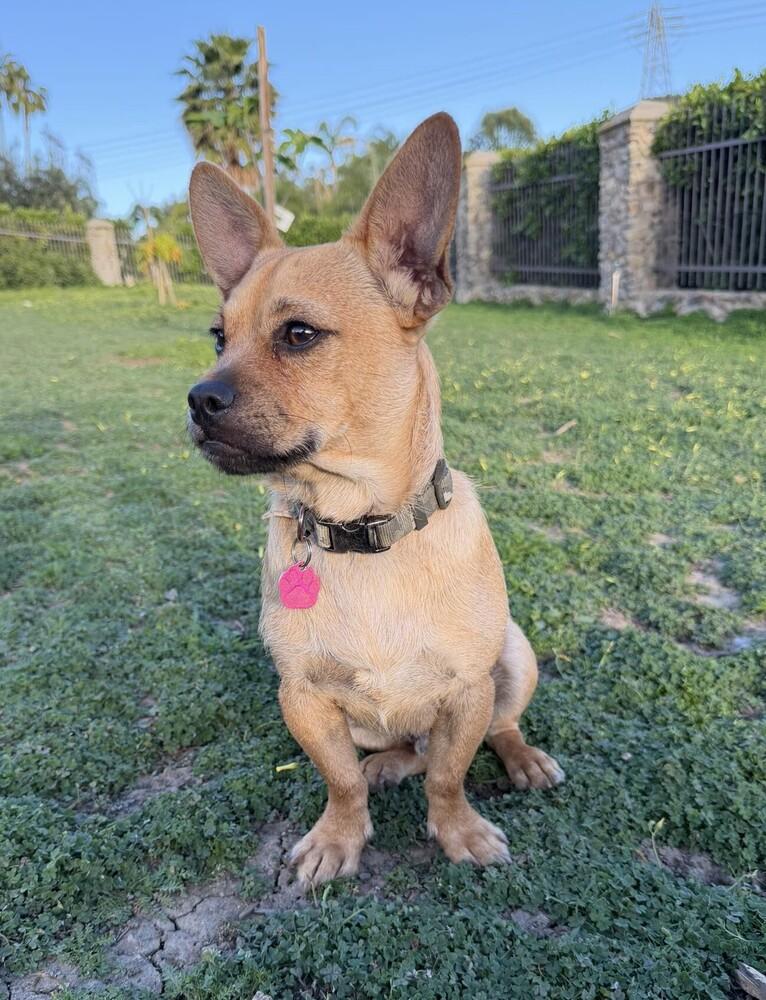 Enlarge Ambrose, a Adoptable mixed breed in Mission Viejo, CA image 5/5