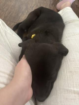 Enlarge Myrcella (Checkers), a Adoptable mixed breed in Colorado Springs, CO image 1/1