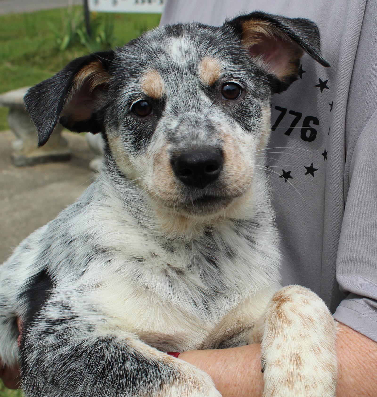 Ziggy 43376, Adoptable, Puppy Female Australian Cattle Dog / Blue Heeler.