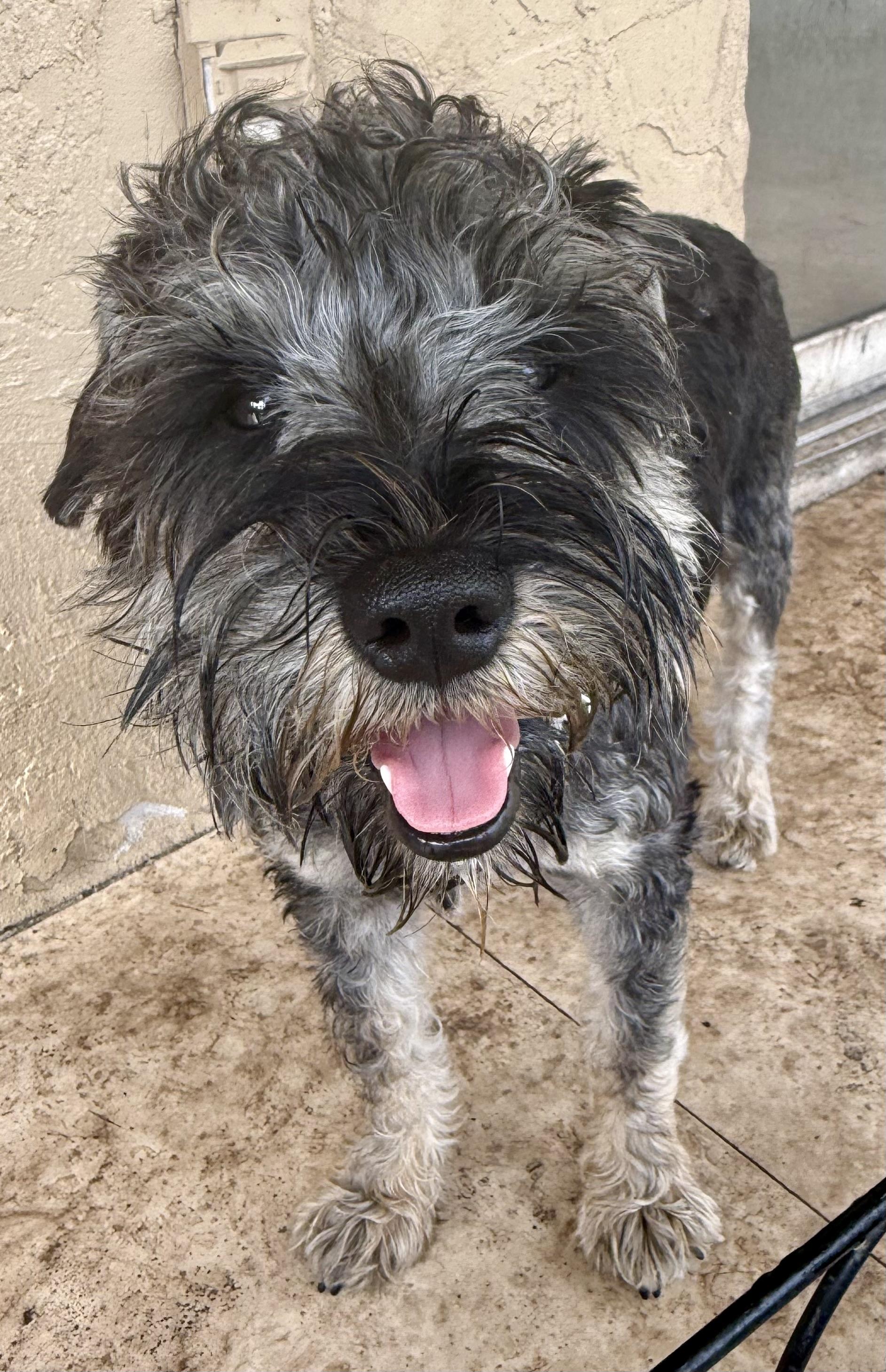 Enlarge Hypoallergenic Mini Schnauzer Puppy Boy LG, an adopted Miniature Schnauzer in Boca Raton, FL image 2/6