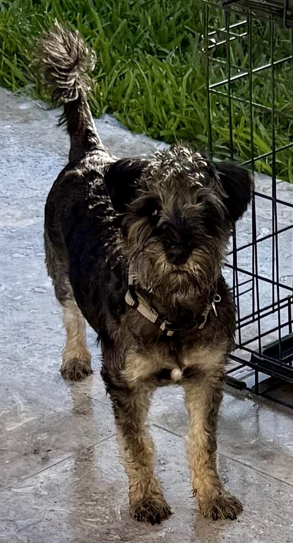 Enlarge Hypoallergenic Mini Schnauzer Puppy Boy LG, an adopted Miniature Schnauzer in Boca Raton, FL image 5/6