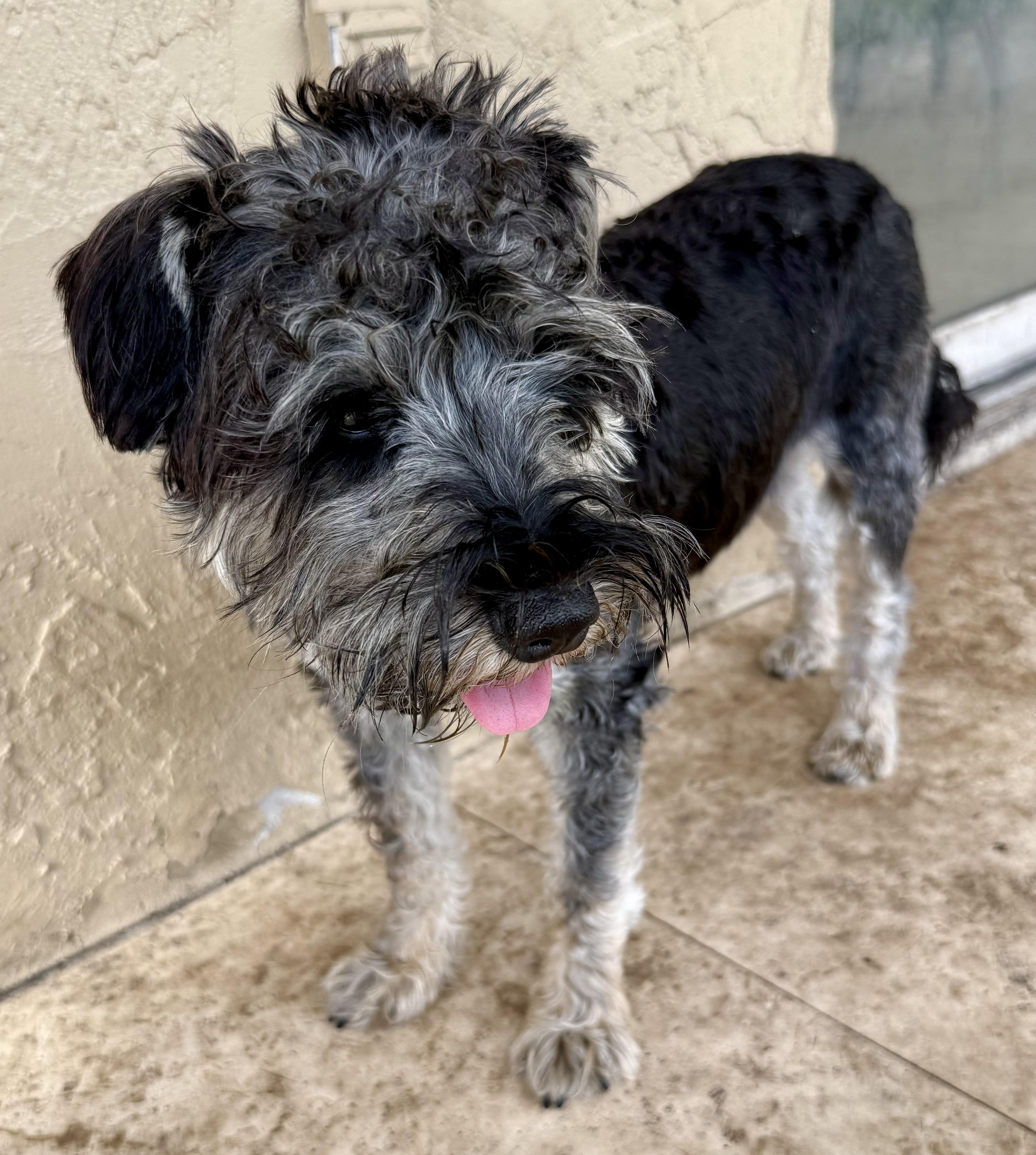 Enlarge Hypoallergenic Mini Schnauzer Puppy Boy LG, an adopted Miniature Schnauzer in Boca Raton, FL image 6/6