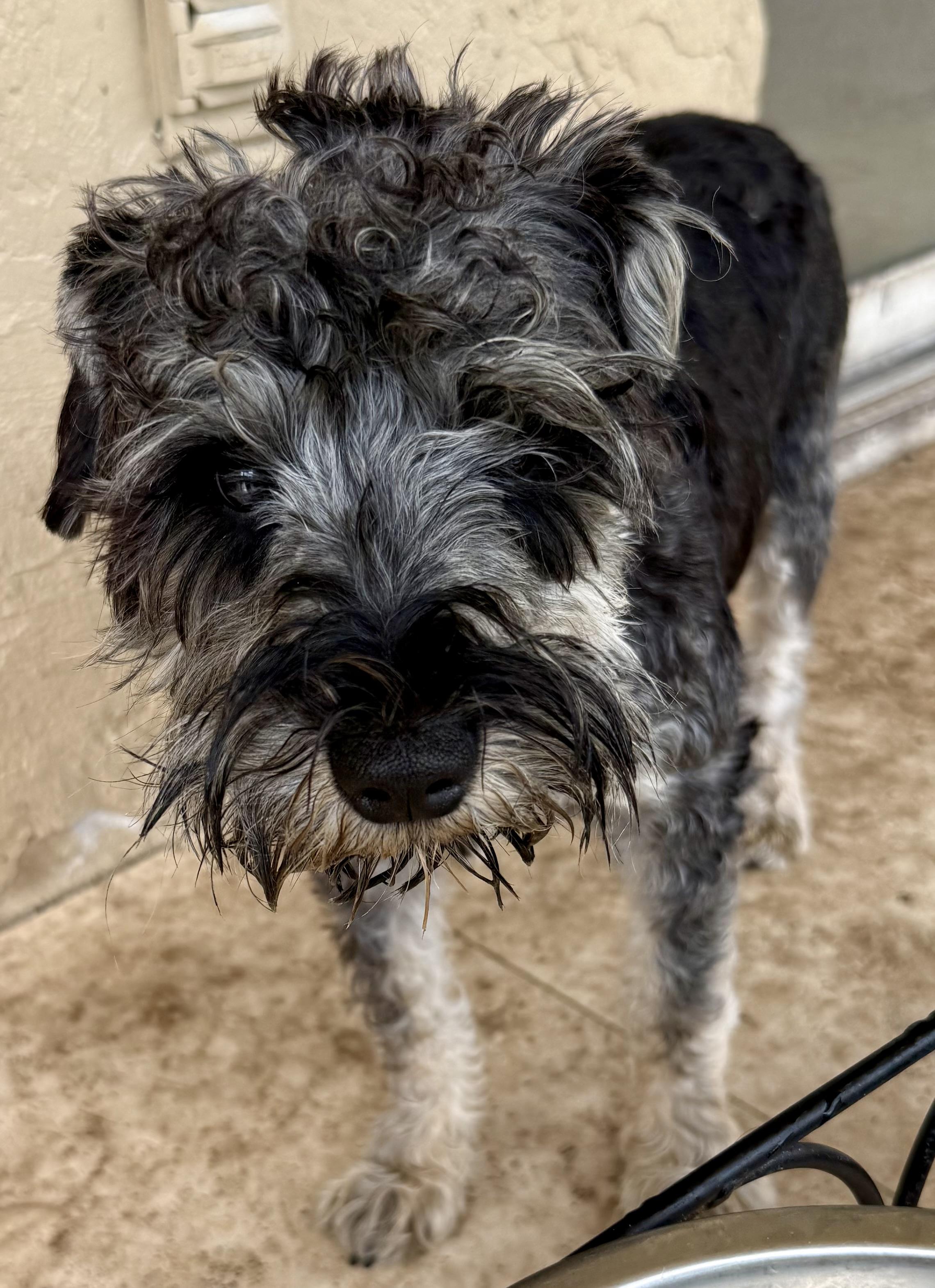 Enlarge Hypoallergenic Mini Schnauzer Puppy Boy LG, an adopted Miniature Schnauzer in Boca Raton, FL image 3/6