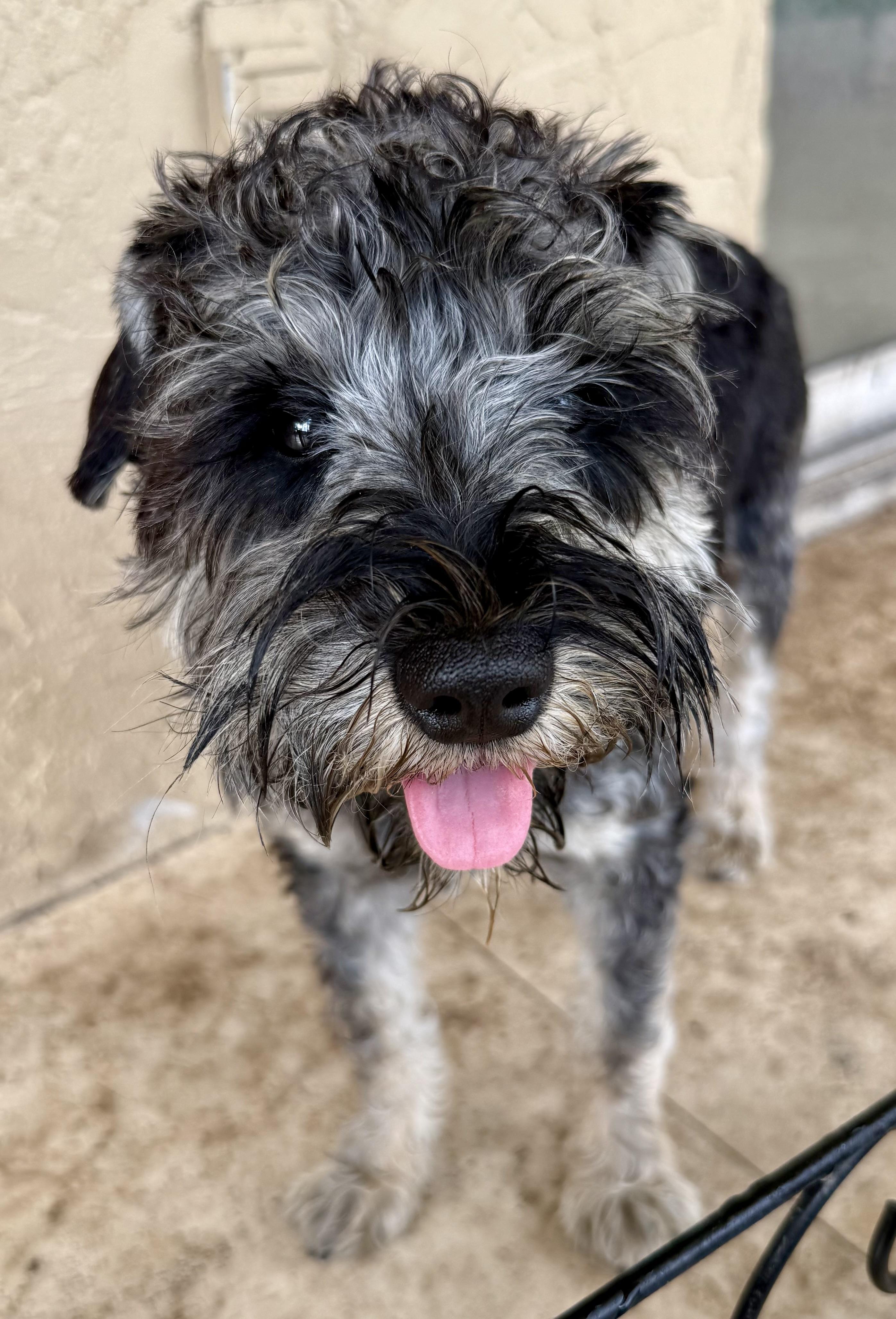 Enlarge Hypoallergenic Mini Schnauzer Puppy Boy LG, an adopted Miniature Schnauzer in Boca Raton, FL image 4/6