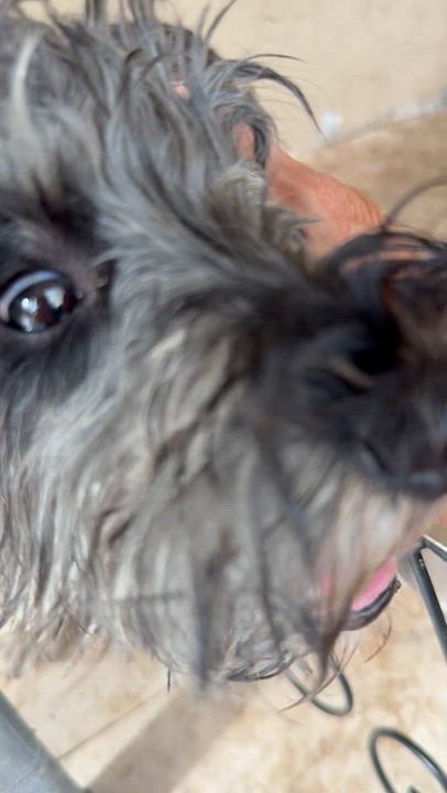 Enlarge Hypoallergenic Mini Schnauzer Puppy Boy LG, an adopted Miniature Schnauzer in Boca Raton, FL video 1/6