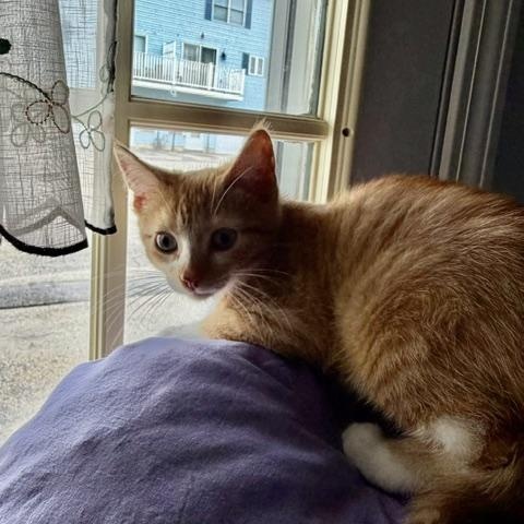 Gold (bonded with Momma), a Adoptable Domestic Long Hair in FITCHBURG, MA image 3/5