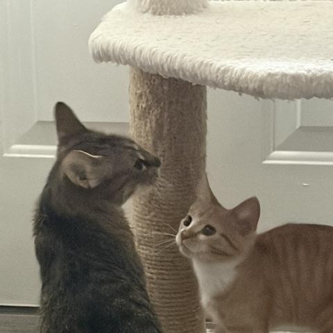 Gold (bonded with Momma), a Adoptable Domestic Long Hair in FITCHBURG, MA image 4/5