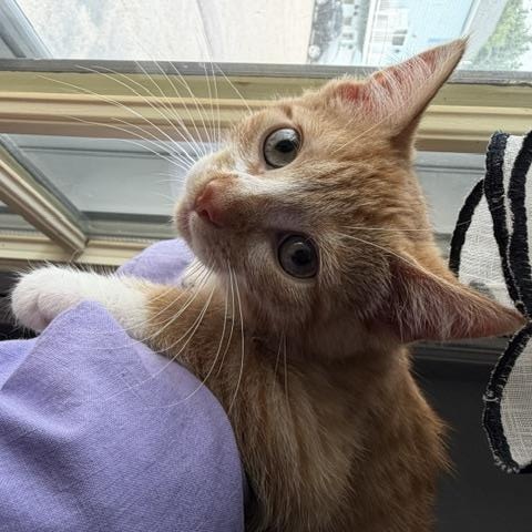 Gold (bonded with Momma), Adoptable, Kitten Male Domestic Long Hair.