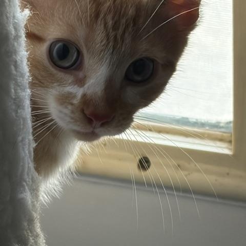 Gold (bonded with Momma), a Adoptable Domestic Long Hair in FITCHBURG, MA image 2/5