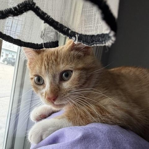 Gold (bonded with Momma), a Adoptable Domestic Long Hair in FITCHBURG, MA image 5/5